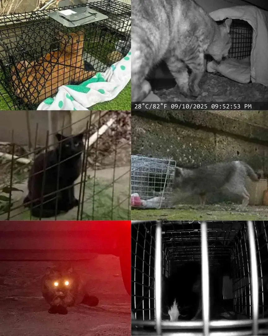 捕獲器や暗視カメラで見つかった迷子猫たちの写真をまとめた画像
